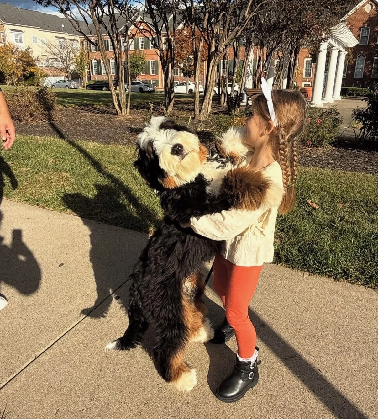 Bernedoodle Temperament: A Deep Dive Into What Makes Them Special