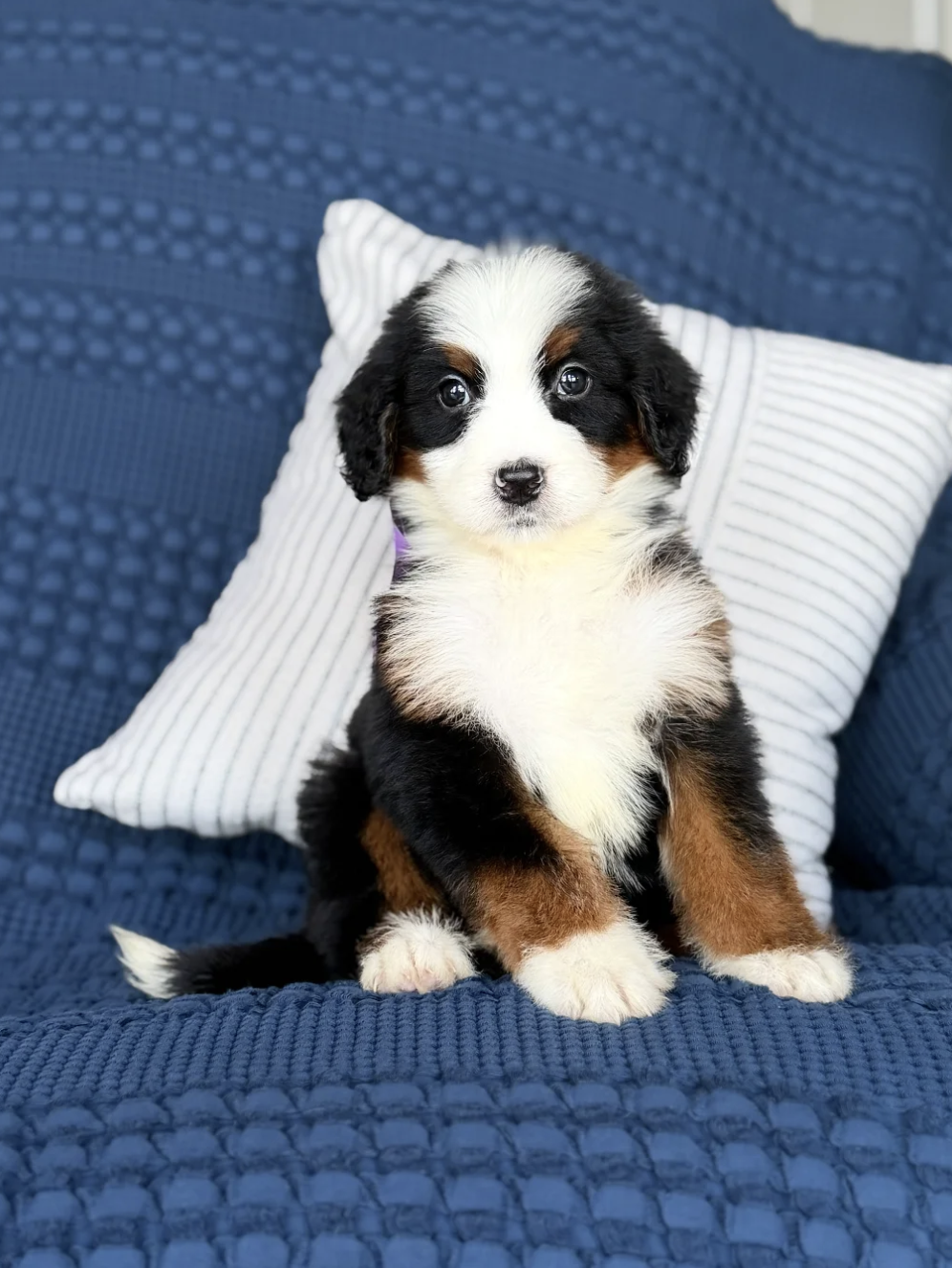 $5,950 Purple Female