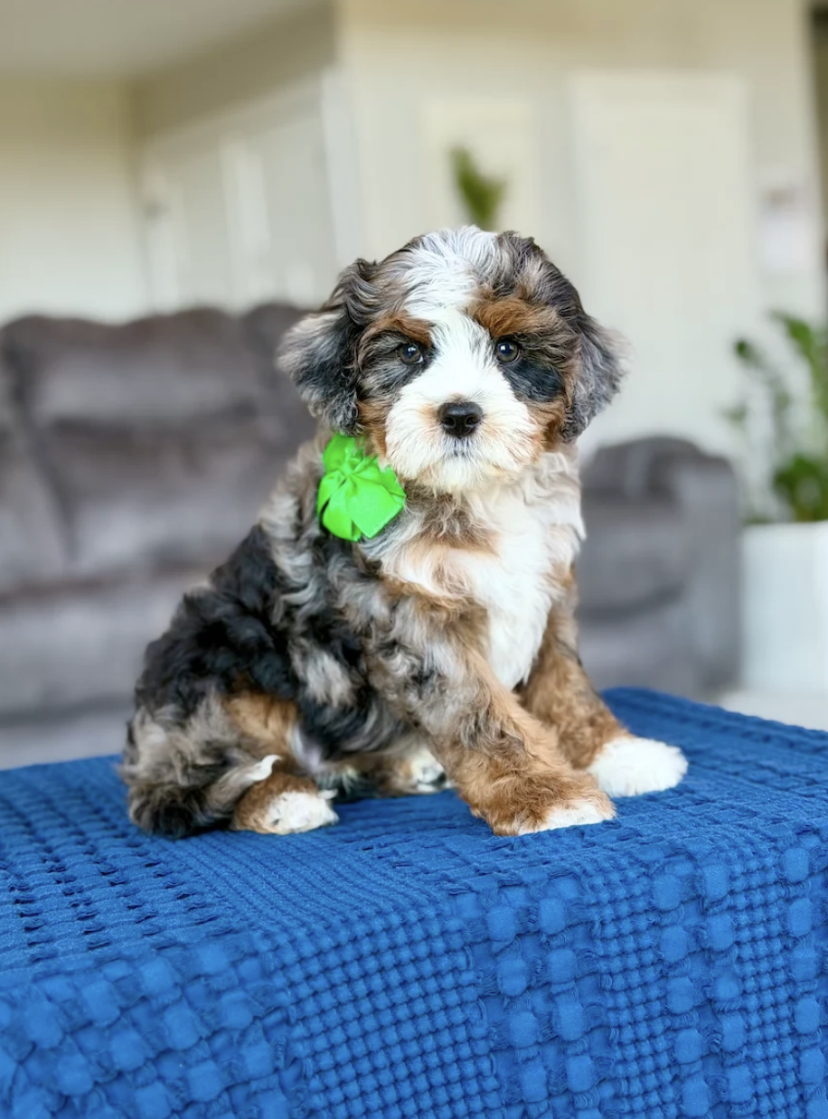 $12,500 Green Male 