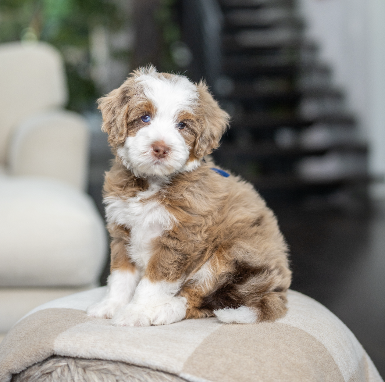 $8,500 Dark Blue Male 