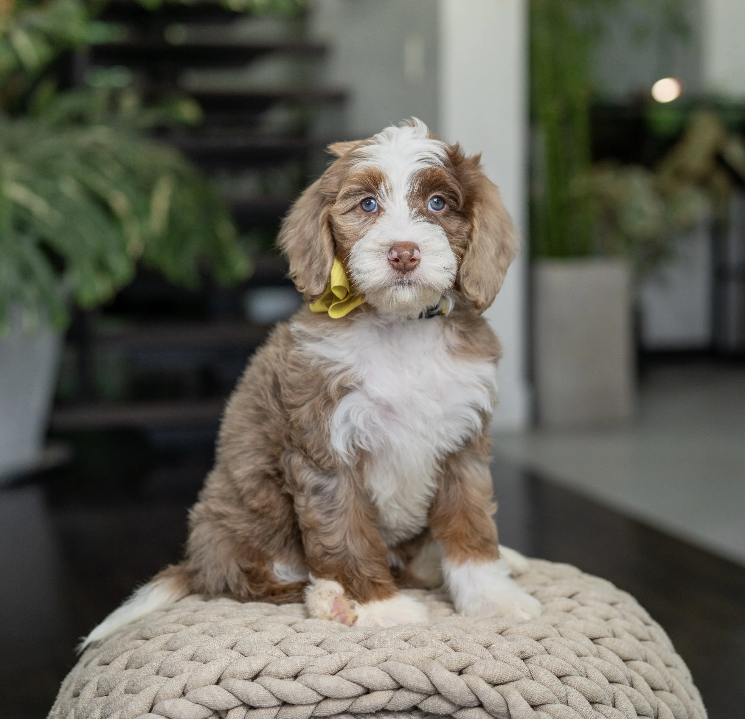 $7,500 Yellow Female