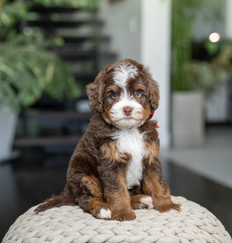 $6,500 Red Male 