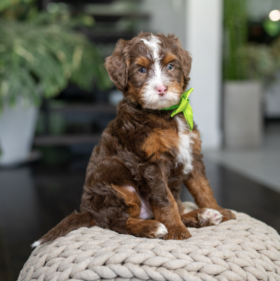 $6,500 Green Male