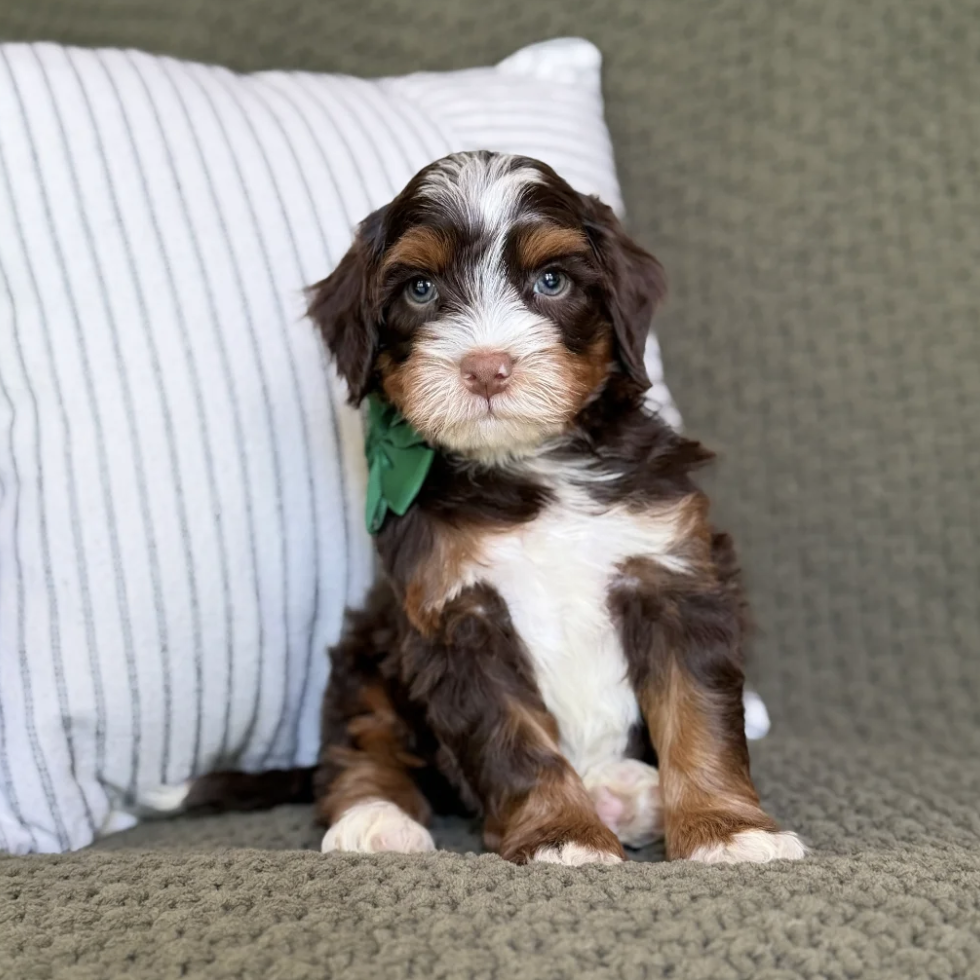 $28,000 Green Male