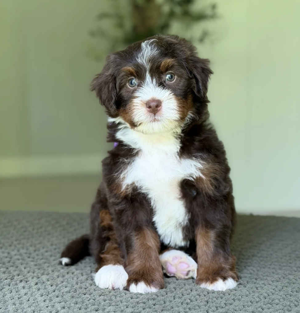 $8,950 Purple Female