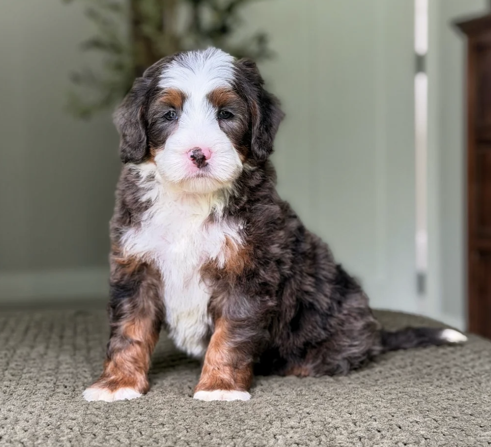 $8,500 Blue Male 