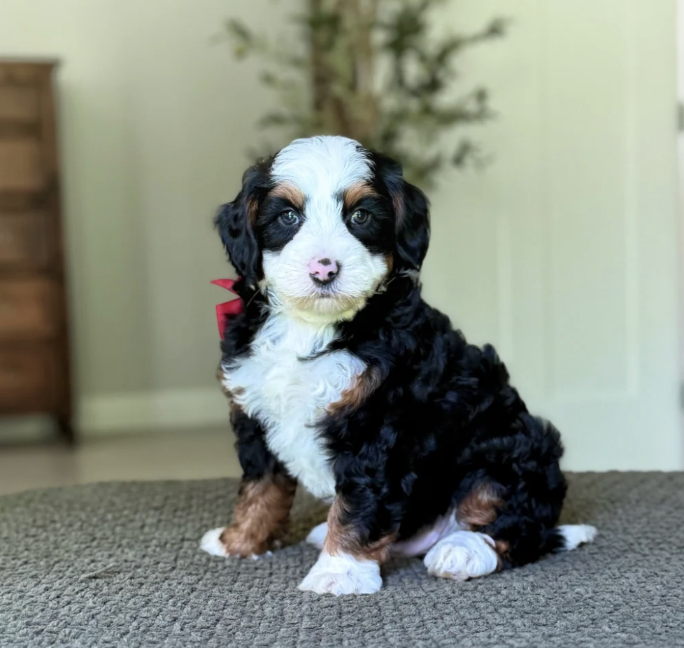 $6,250 Red Male