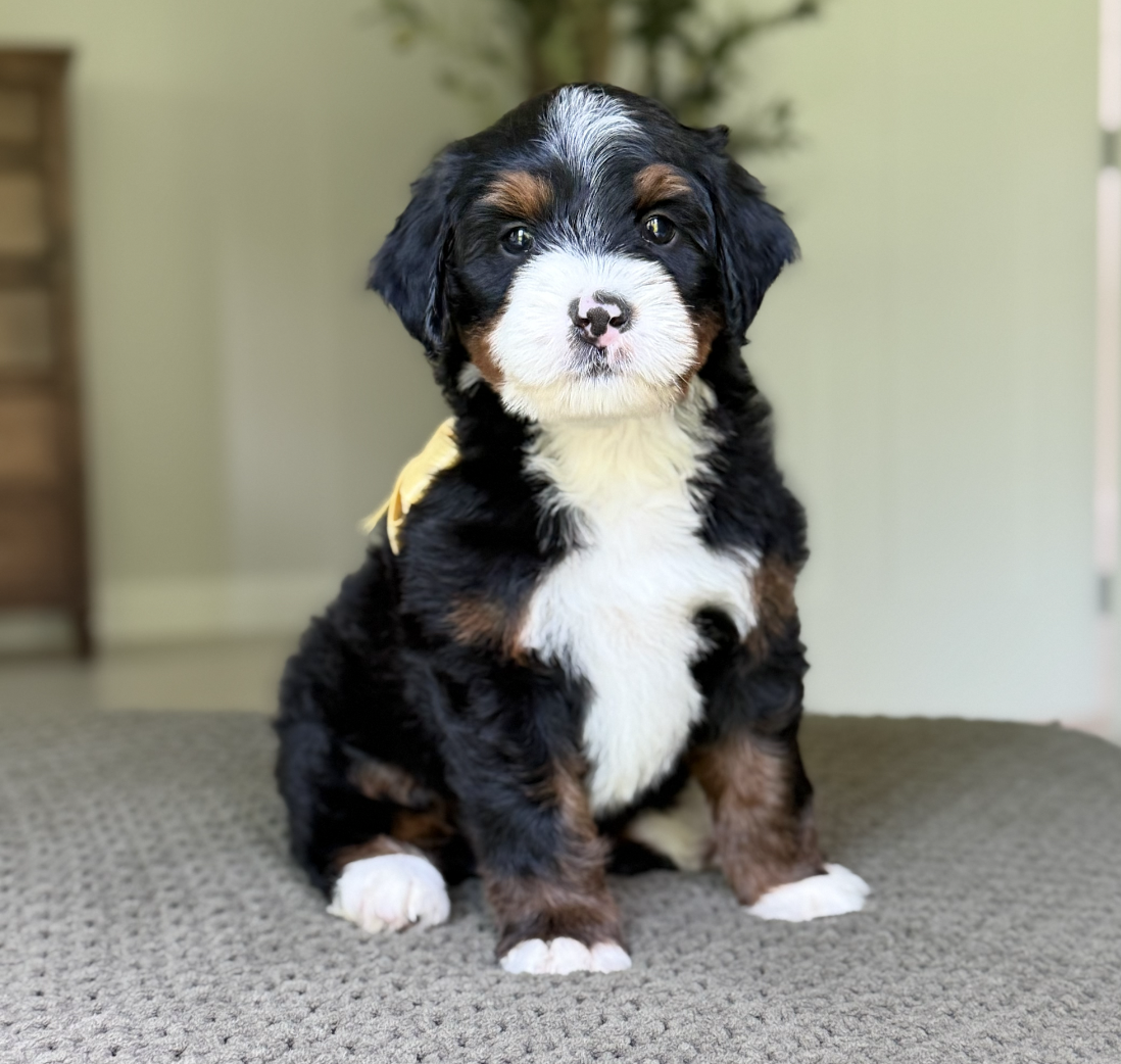 $4,500 Yellow Male 