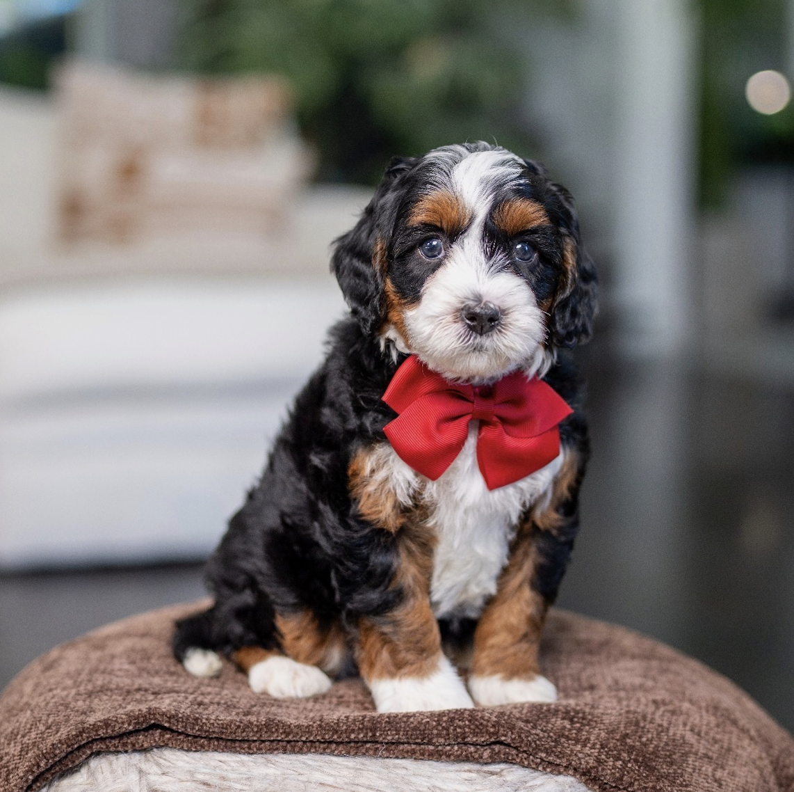 $7,950 Red Female 