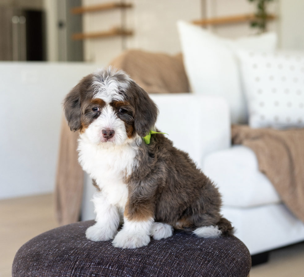 $4,950 Green Female 
