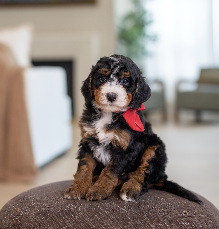 $3,750 Red Male 