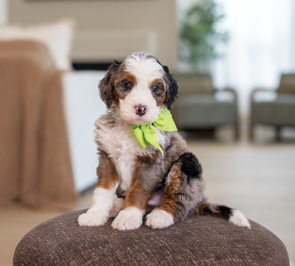 $6,750 Green Male 