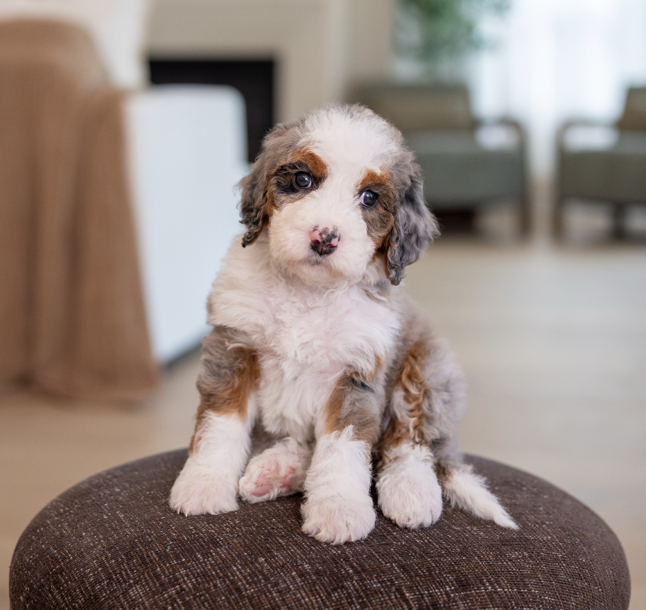 $3,000 Purple Female 