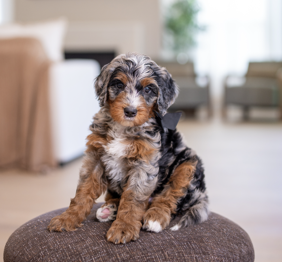 $6,500 Black Male 