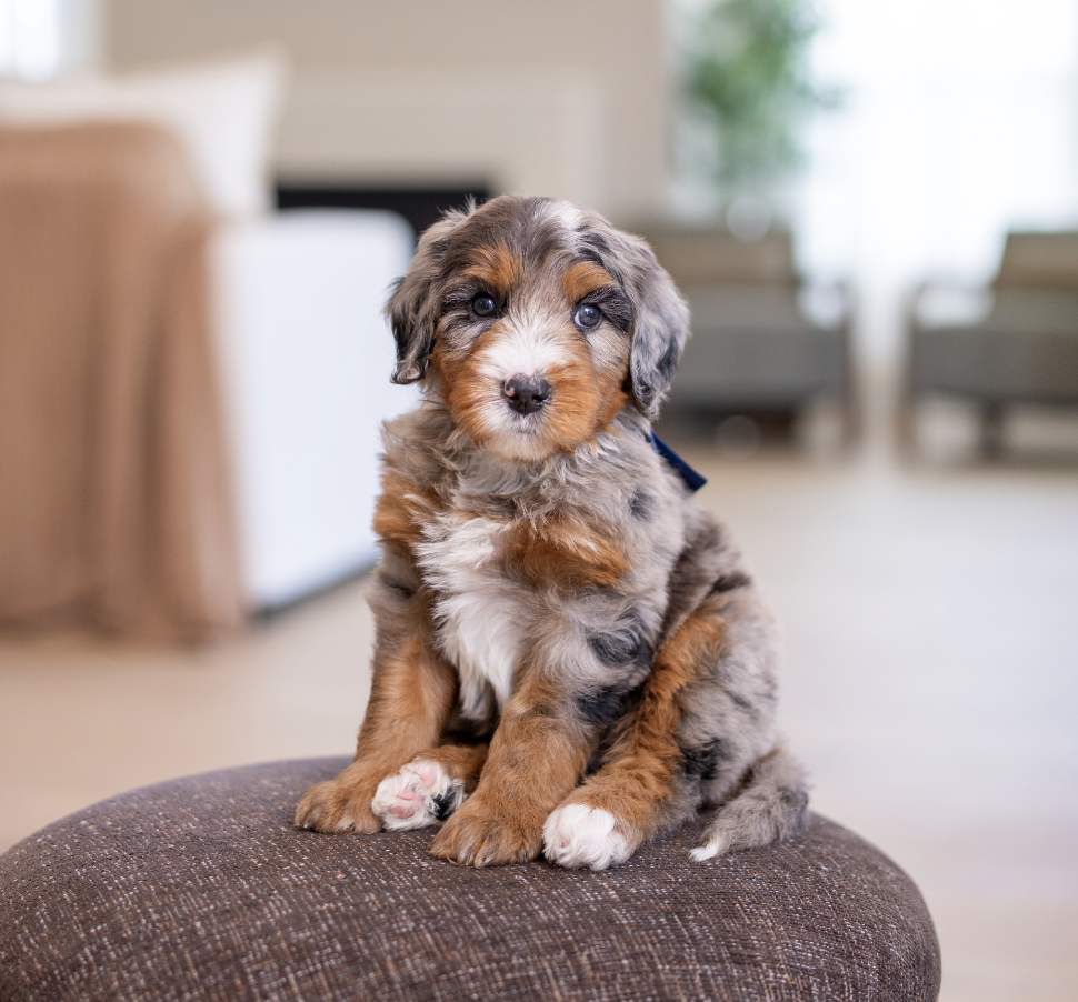 $6,750 Dark Blue Male 