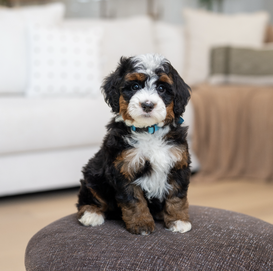 $30,000 Blue Female 