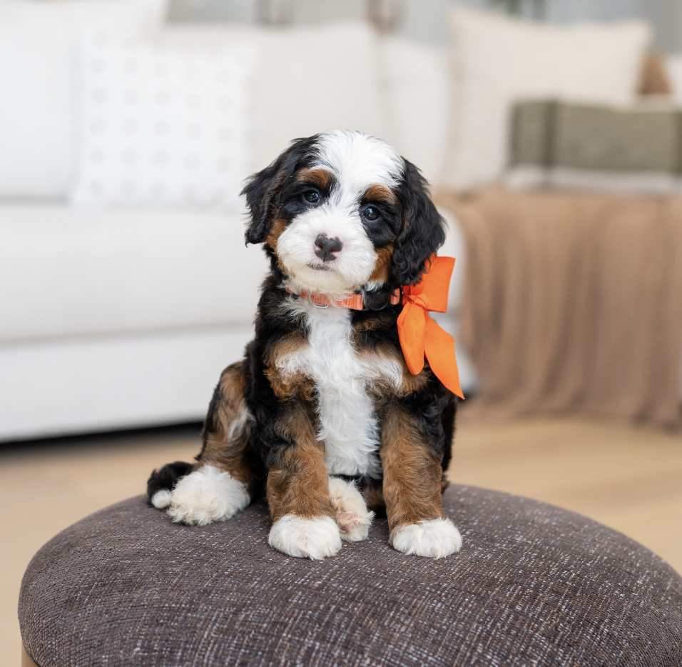 $40,000 Orange Female 
