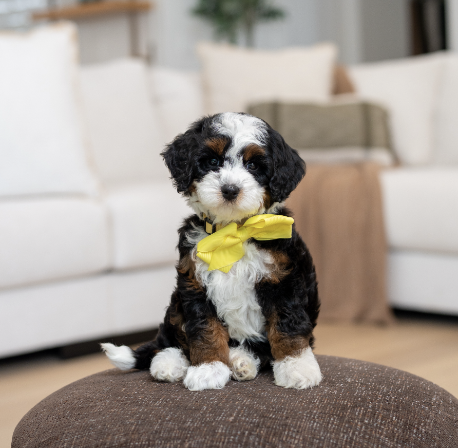 $35,000 Yellow Female 