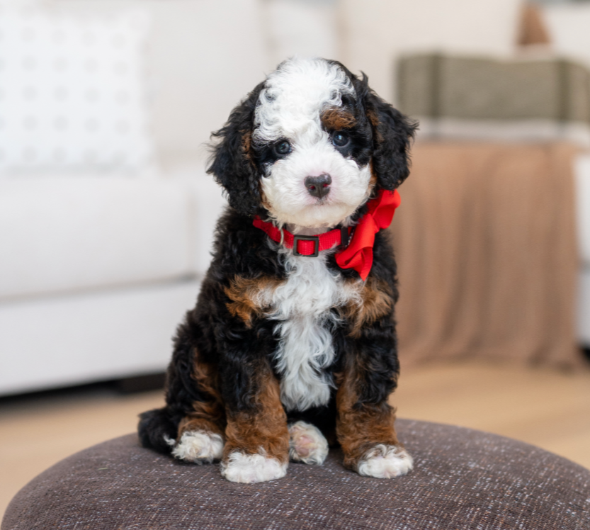 $8,500 Red Male