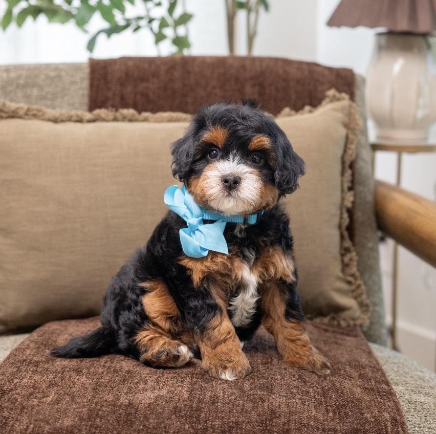 $3,000 Light Blue Female 
