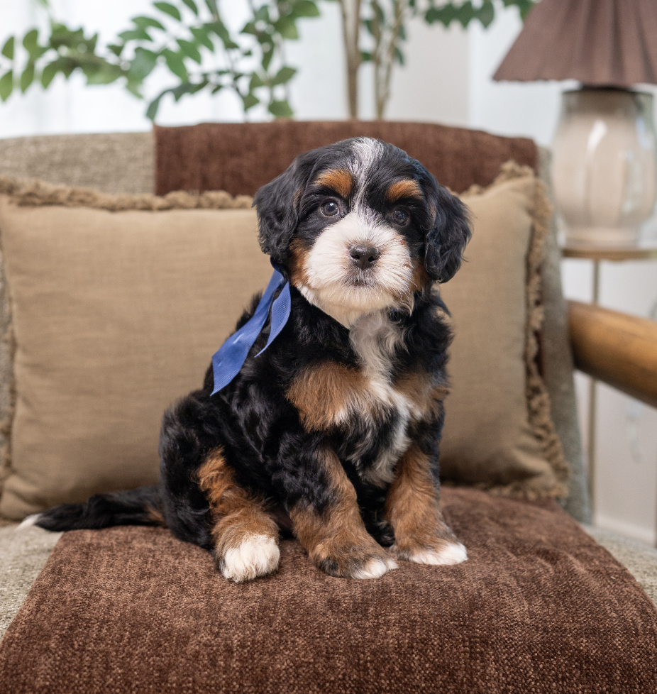 $5,500 Dark Blue Male 