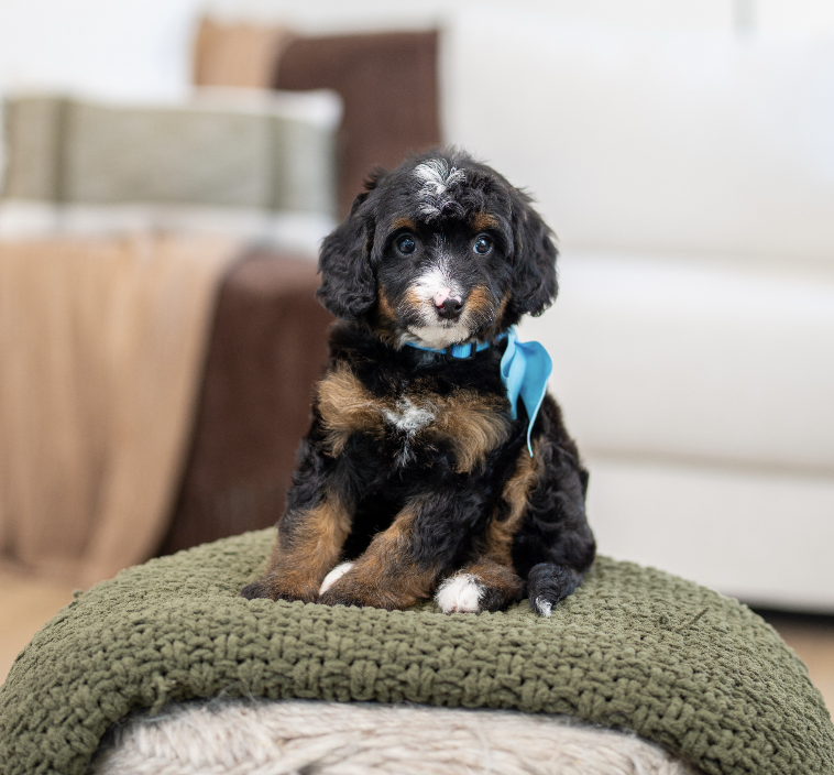 $2,500 Light Blue Female 