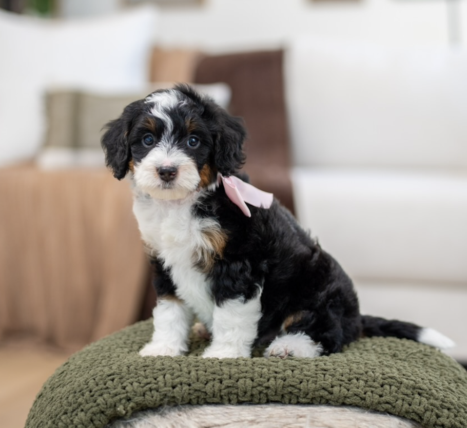 $4,500 Pink Female 