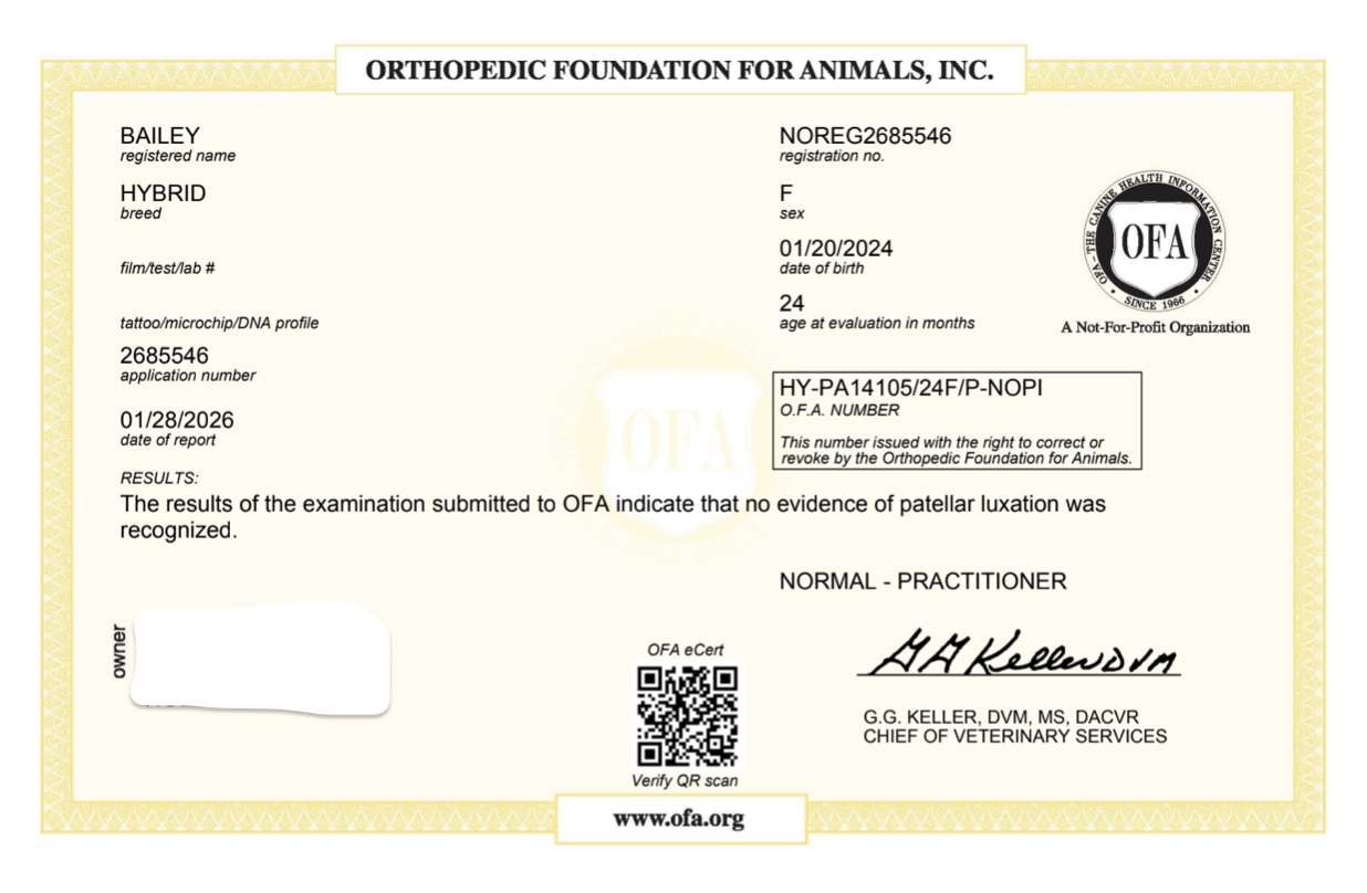 Bailey (Juno)  Patellar.png