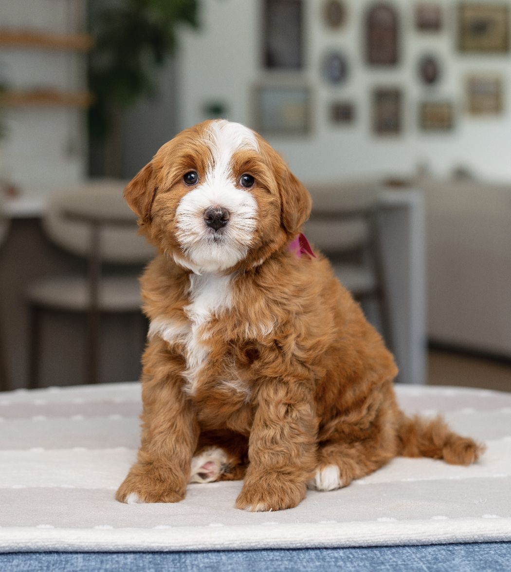 $4,500 Pink female