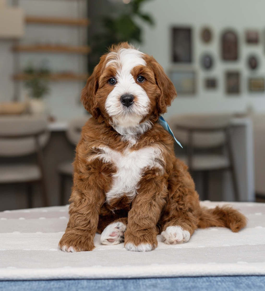 $5,500 Blue male