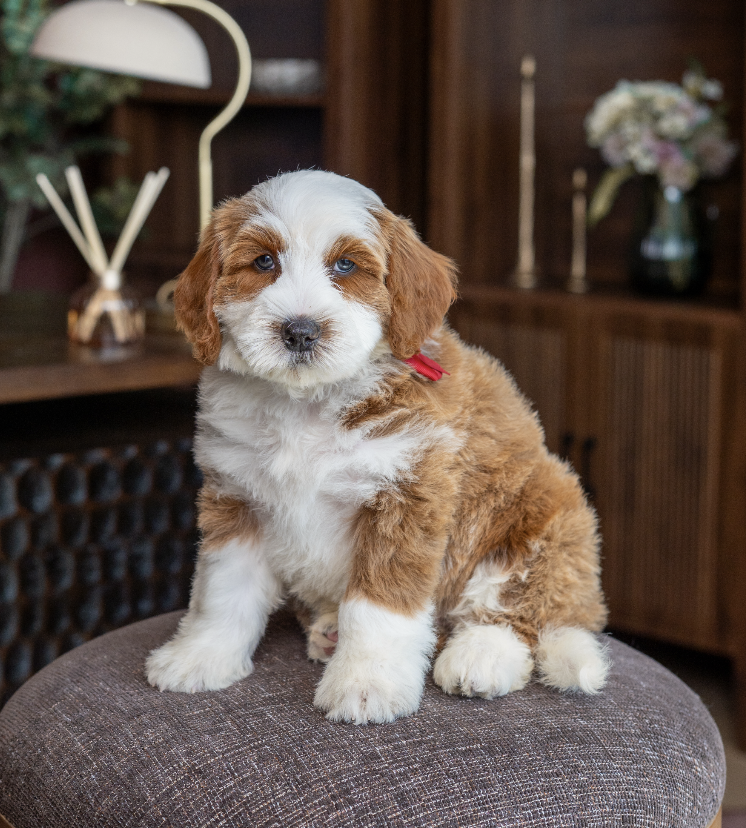 $4,500 Red Male 