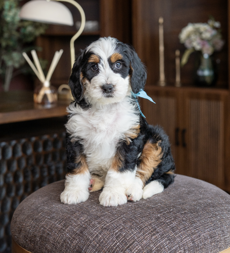 $3,950 Light Blue Female 