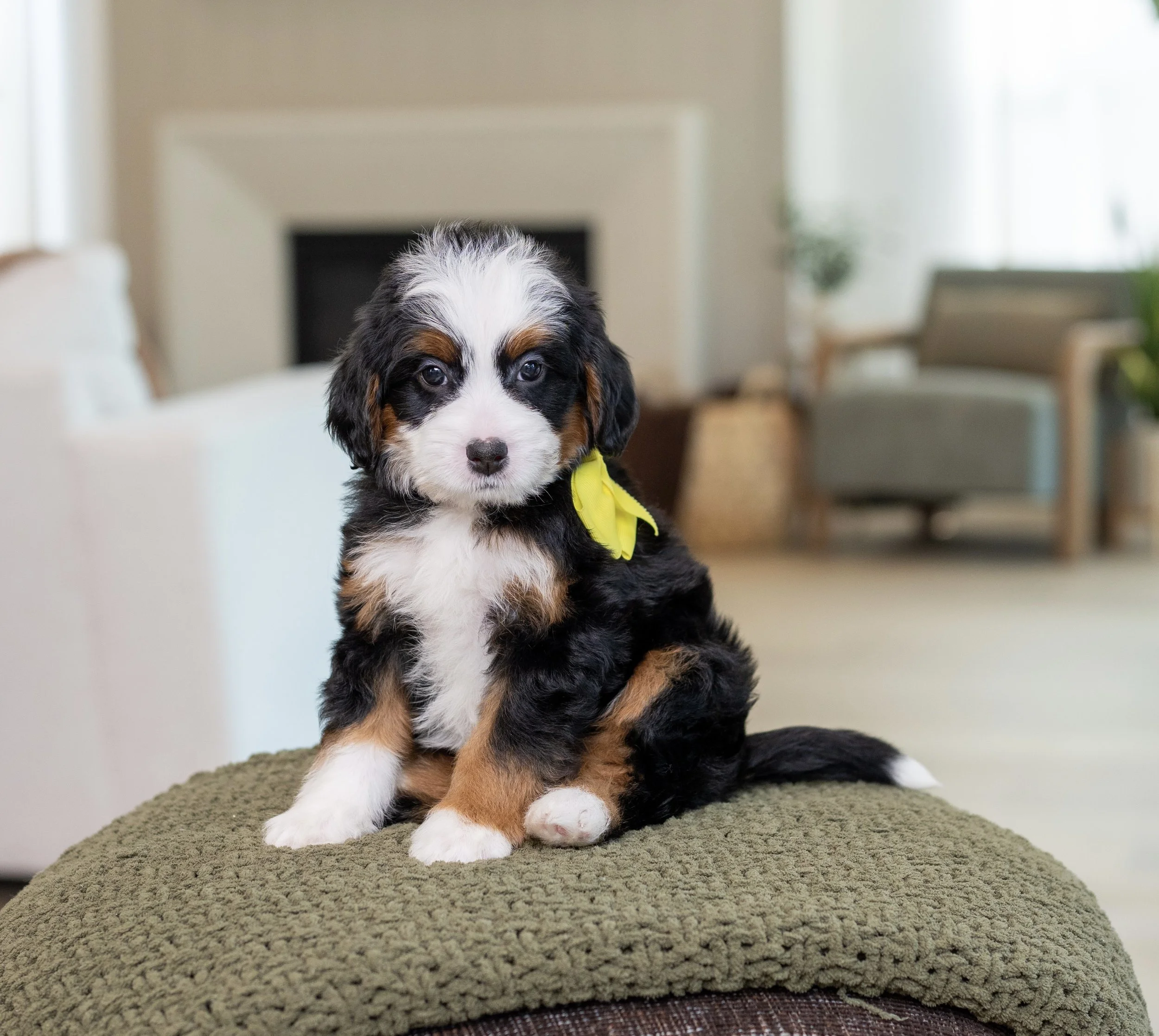 $5,500 Yellow Female 