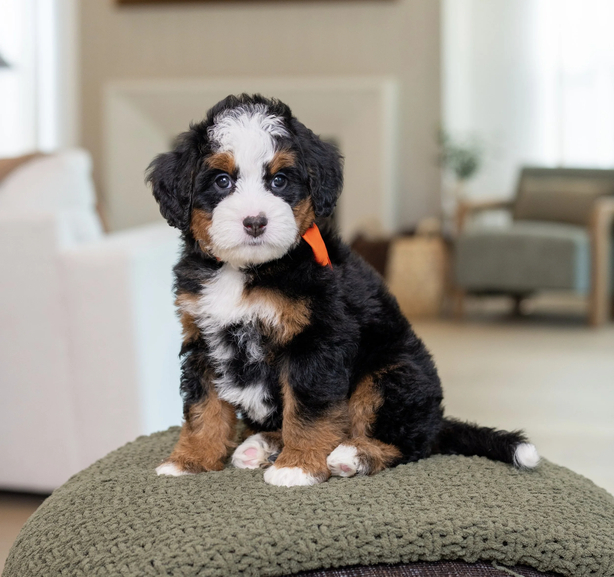 $6,500 Orange Female