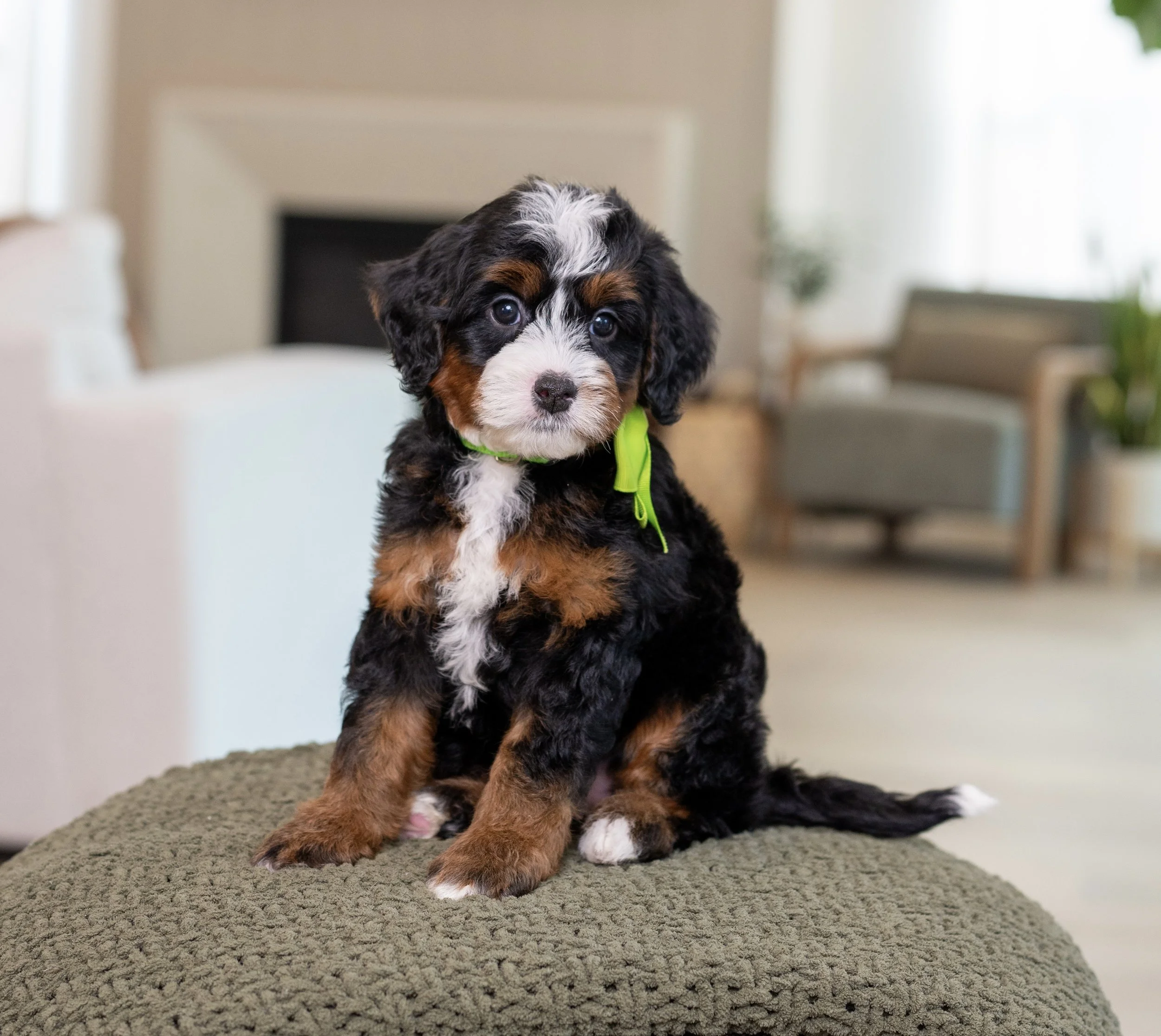$4,500 Green Female