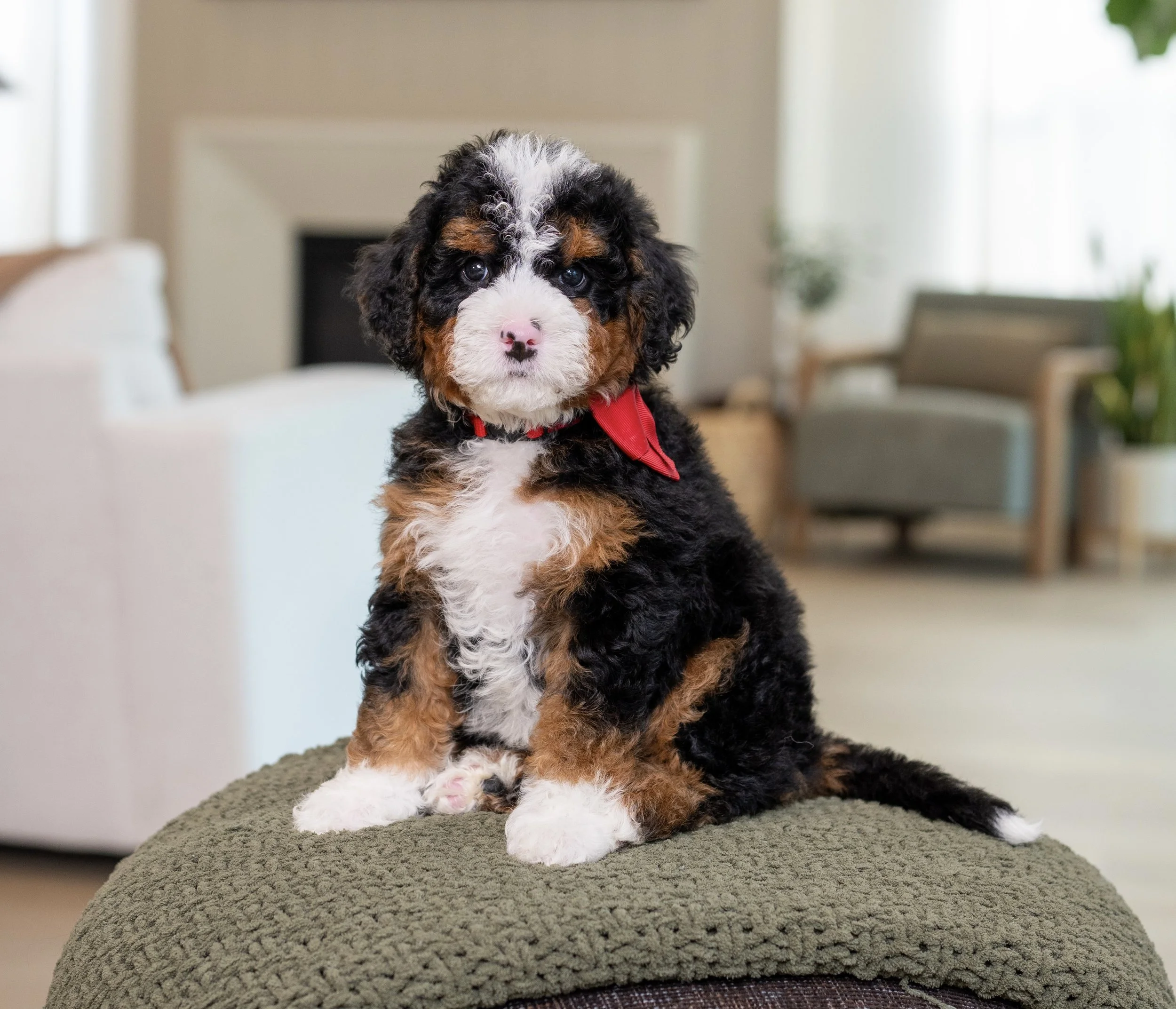 $3,500 Red Male