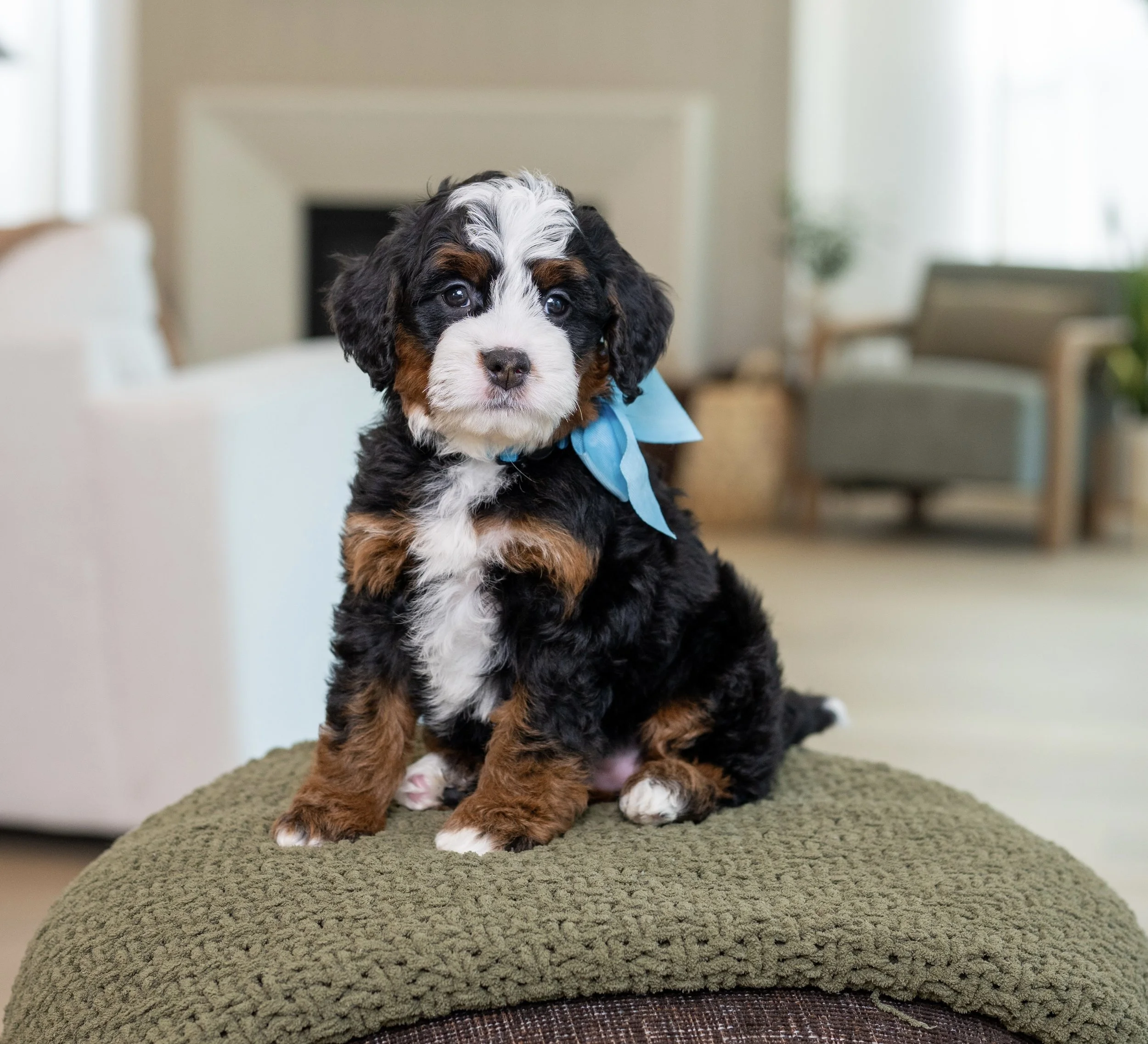$6,500 Light Blue Female