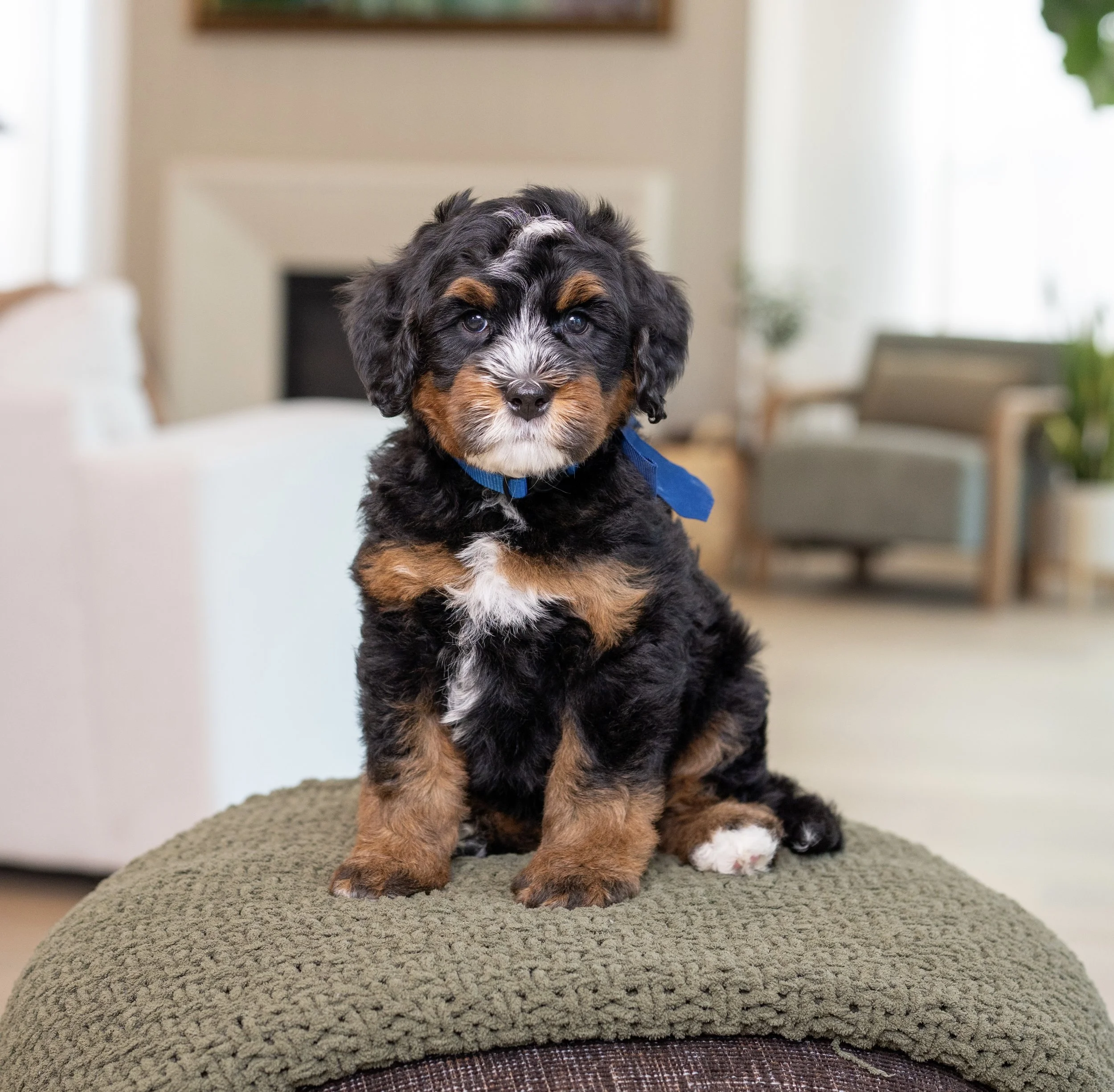 $2,750 Dark Blue Male