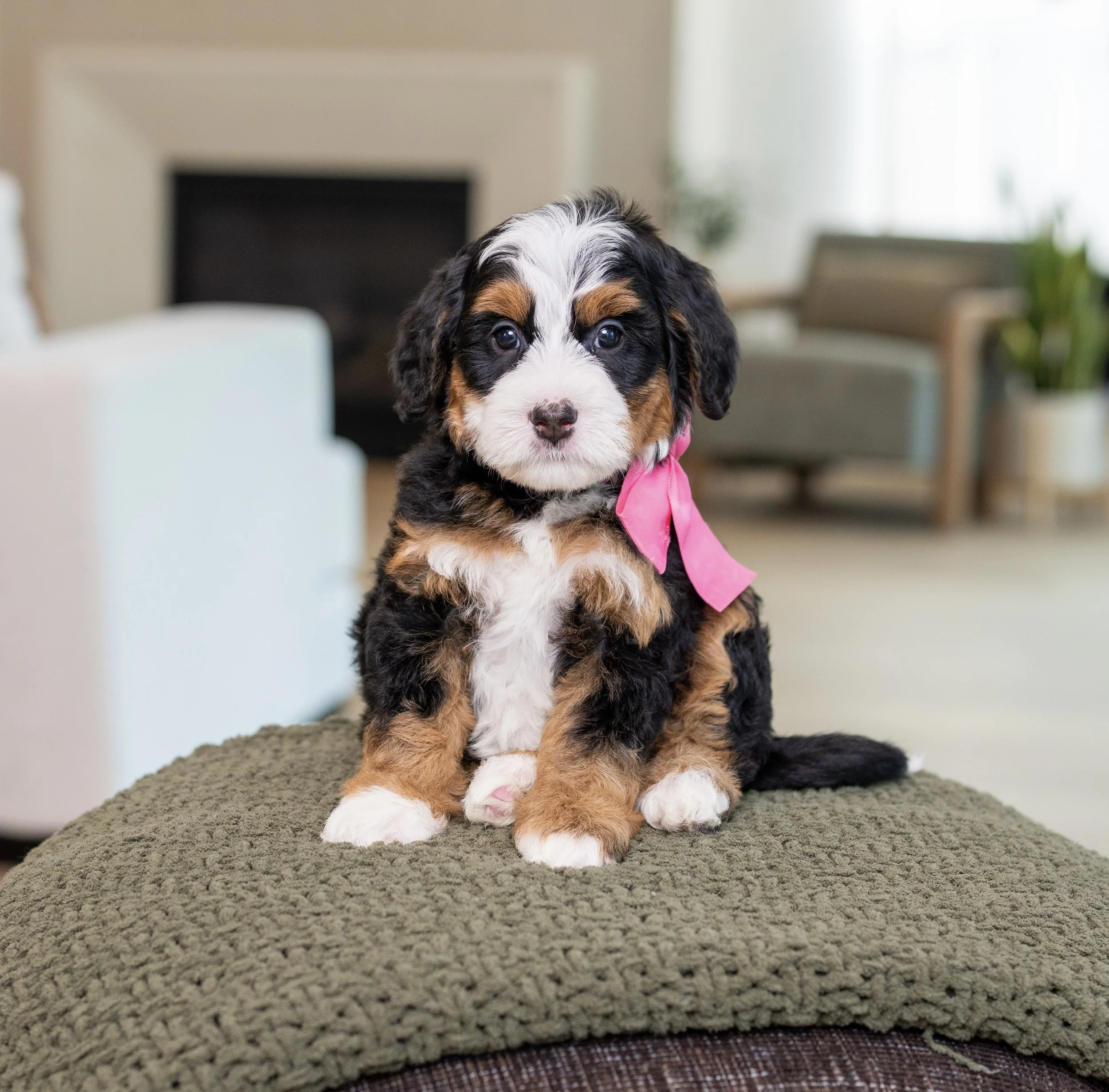 $6,500 Pink Female