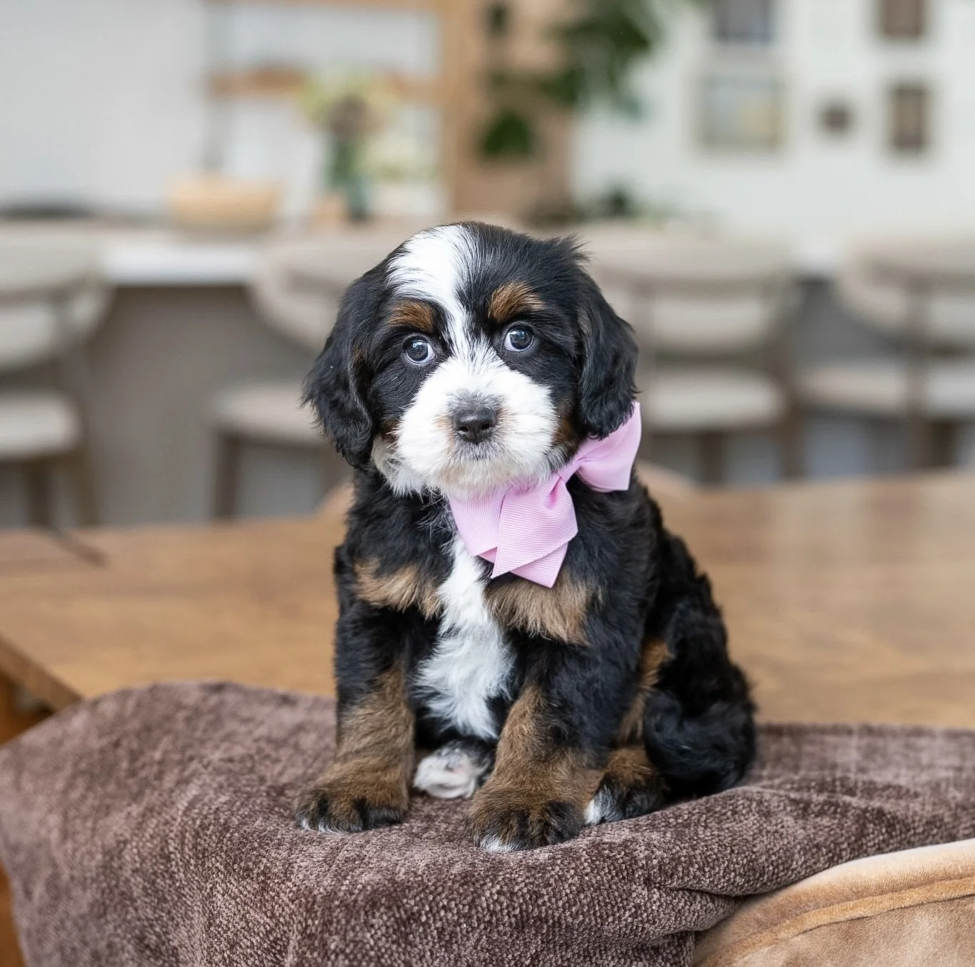 $5,750 Pink Female