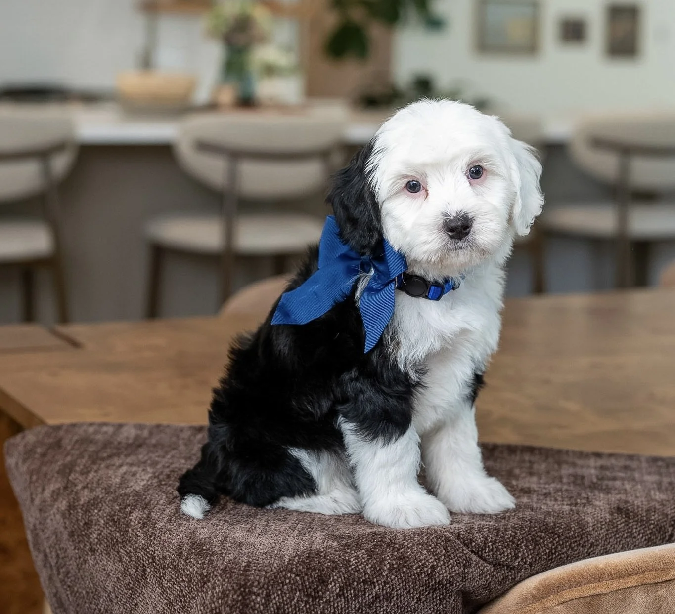 $2,750 Blue Male