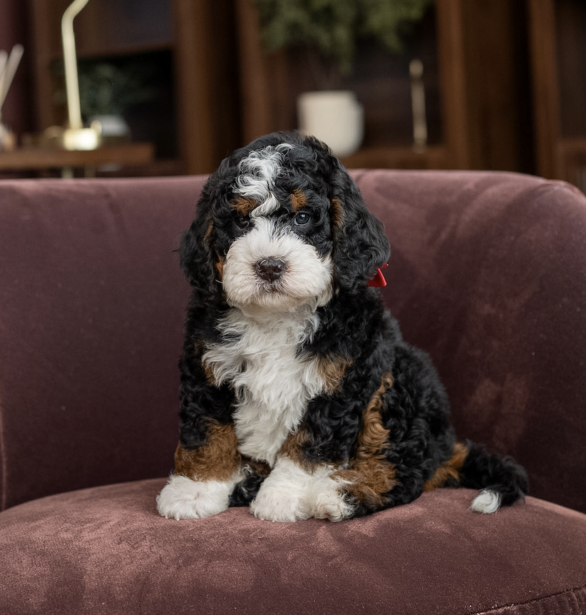 $3,500 Red Male 