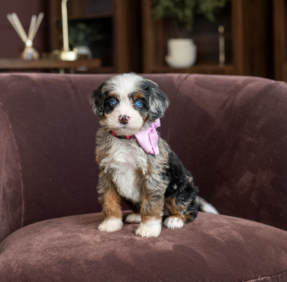 $8,500 Pink Female 