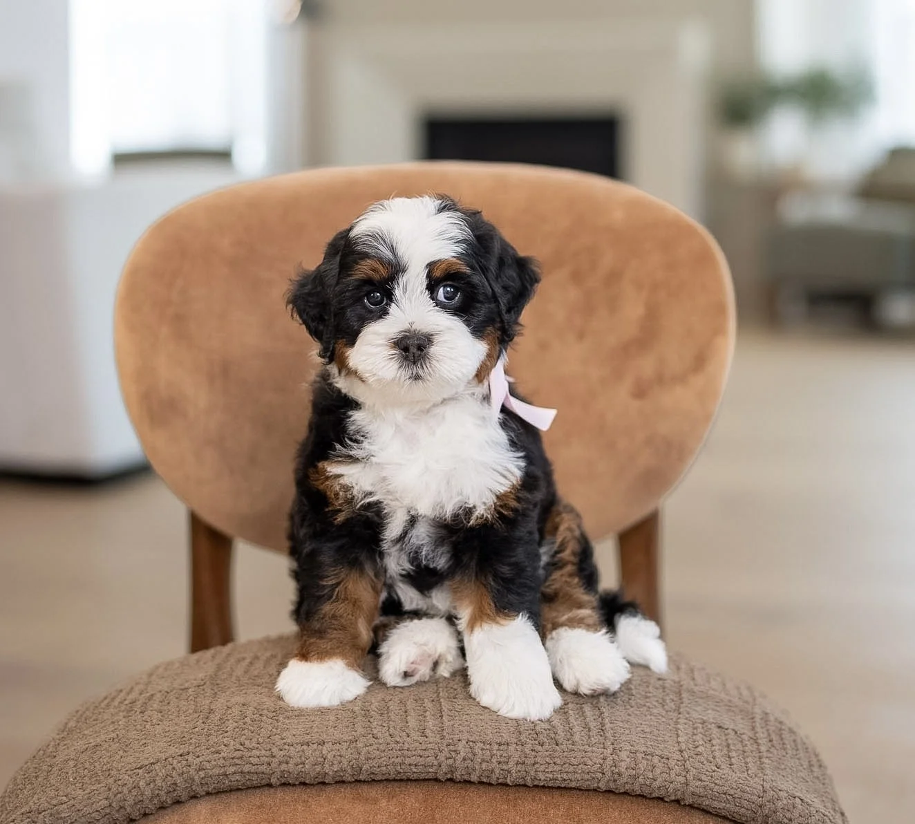 $4,500 Pink Female
