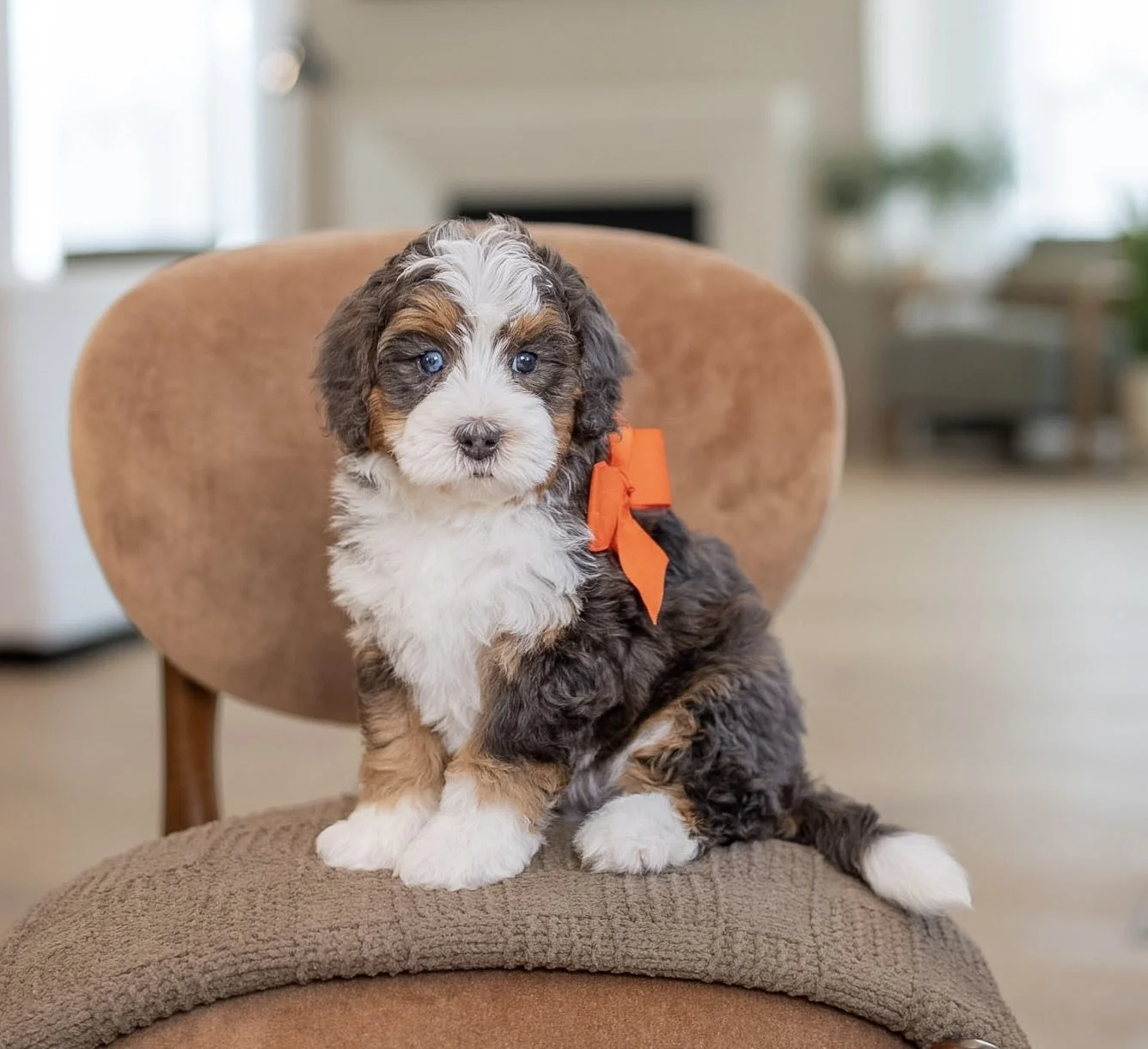 $6,750 Orange Male