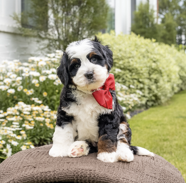 $5,500 Red Male 