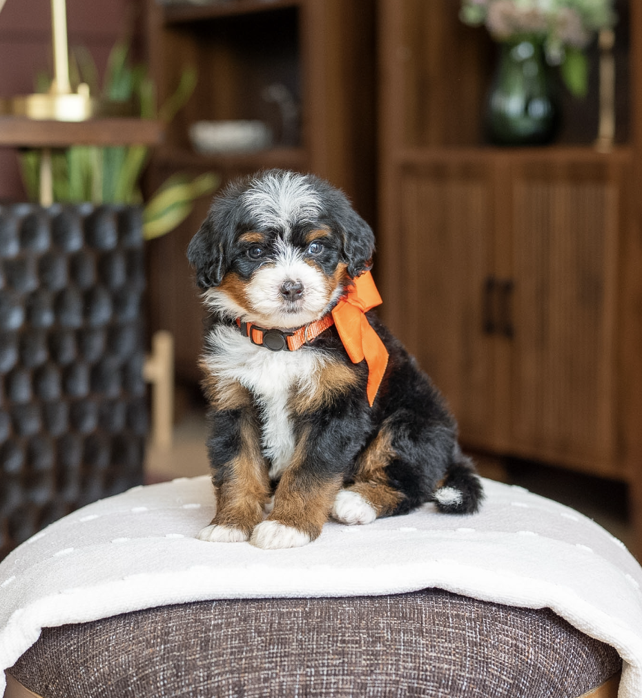 $4,950 Orange Male 