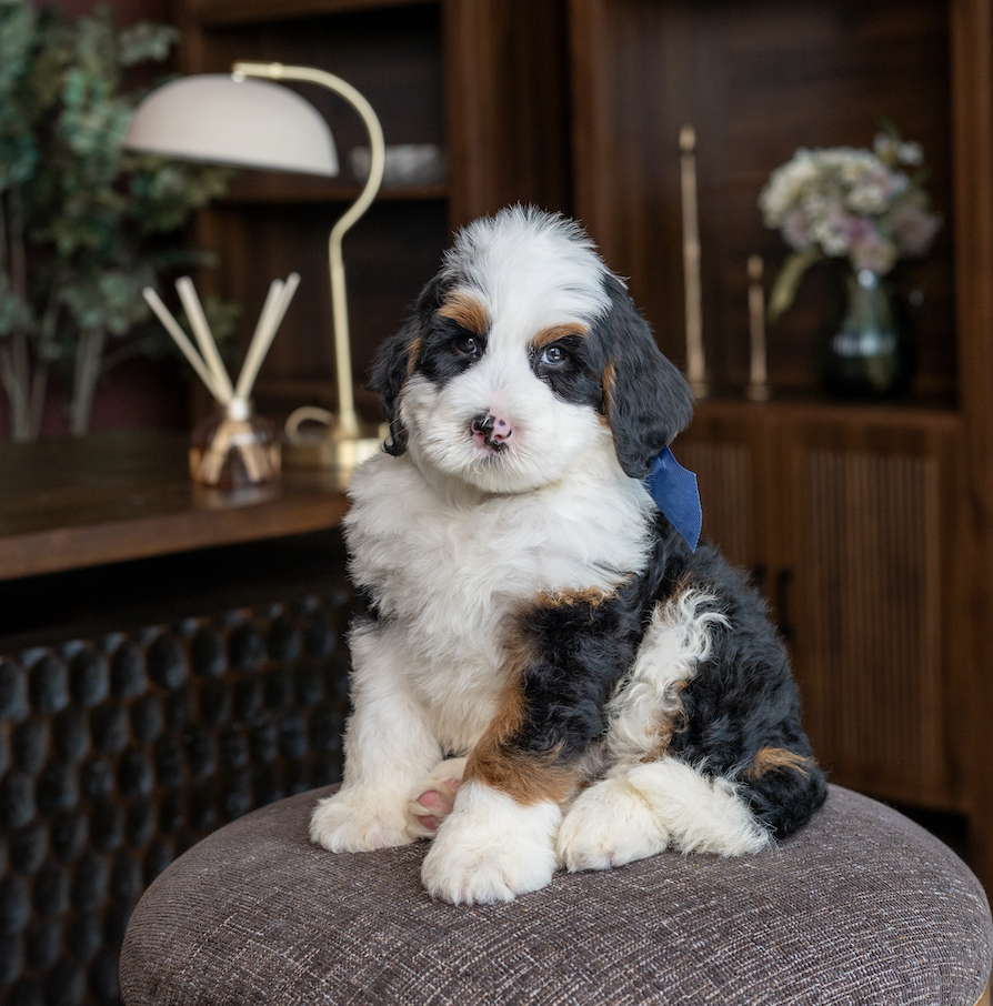 $4,500 Dark Blue Male 
