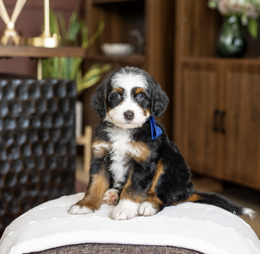 $4,950 Dark Blue Male 
