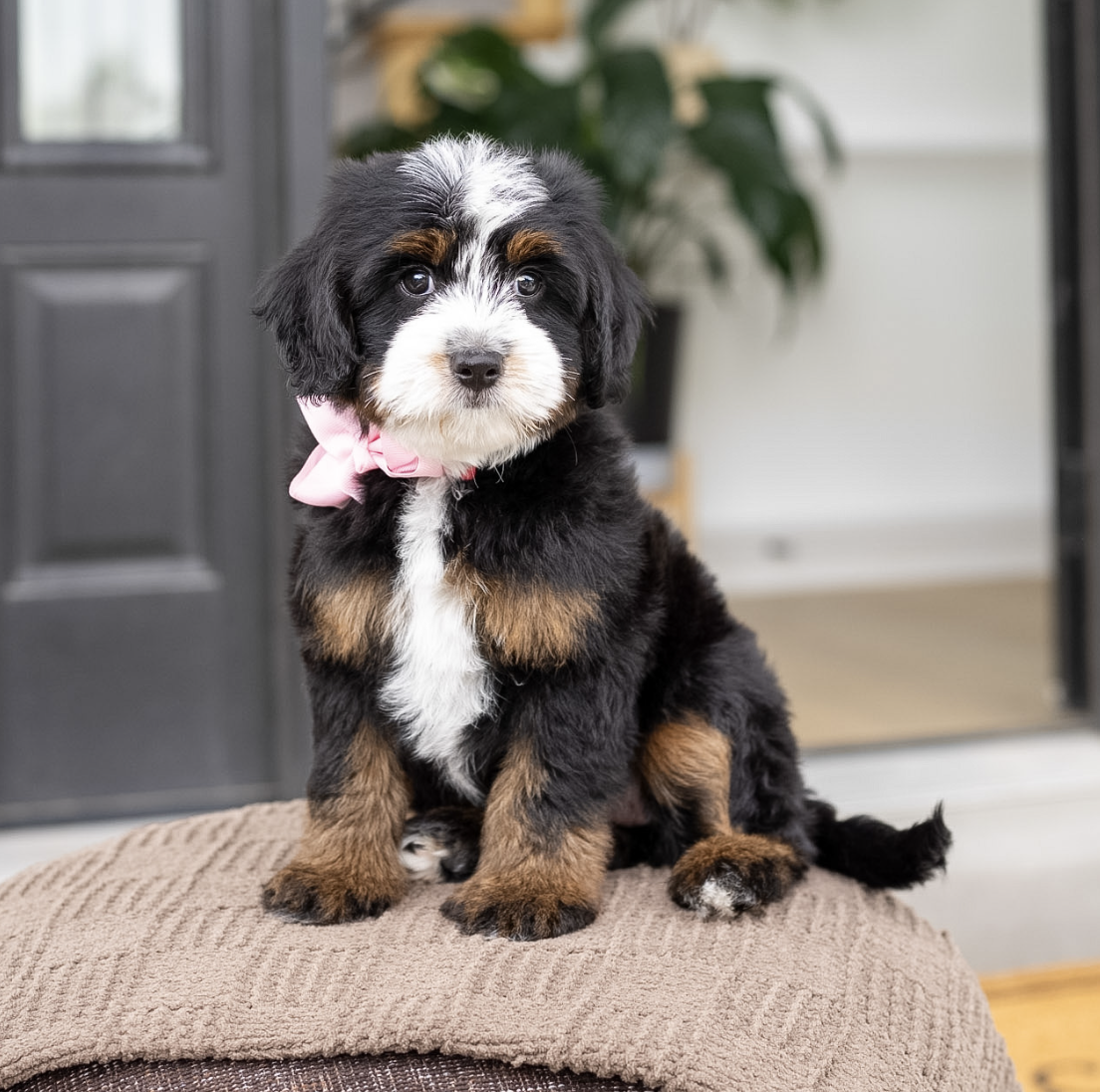 $4,750 Pink Female